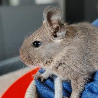 Paulo