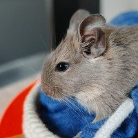Penny