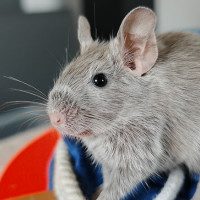 Poppy