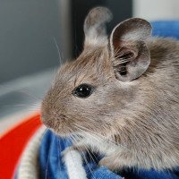 Pablo