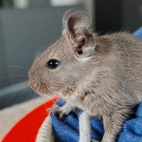 Paulo