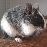 Afrodita