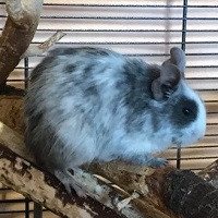 Gracie