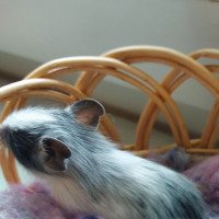 Otis Midas