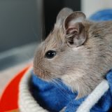 Penny