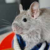 Poppy