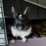 Loki DeguLove
