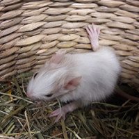 Oskar