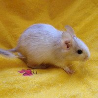 Rosabel