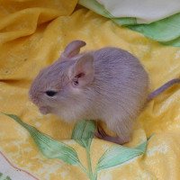 Keshu