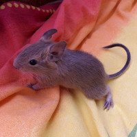 Rufus