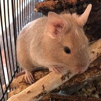 Daisy